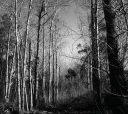 Black Trillium : The Locked Woods